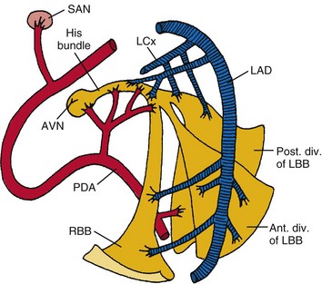 Coronary a. supply