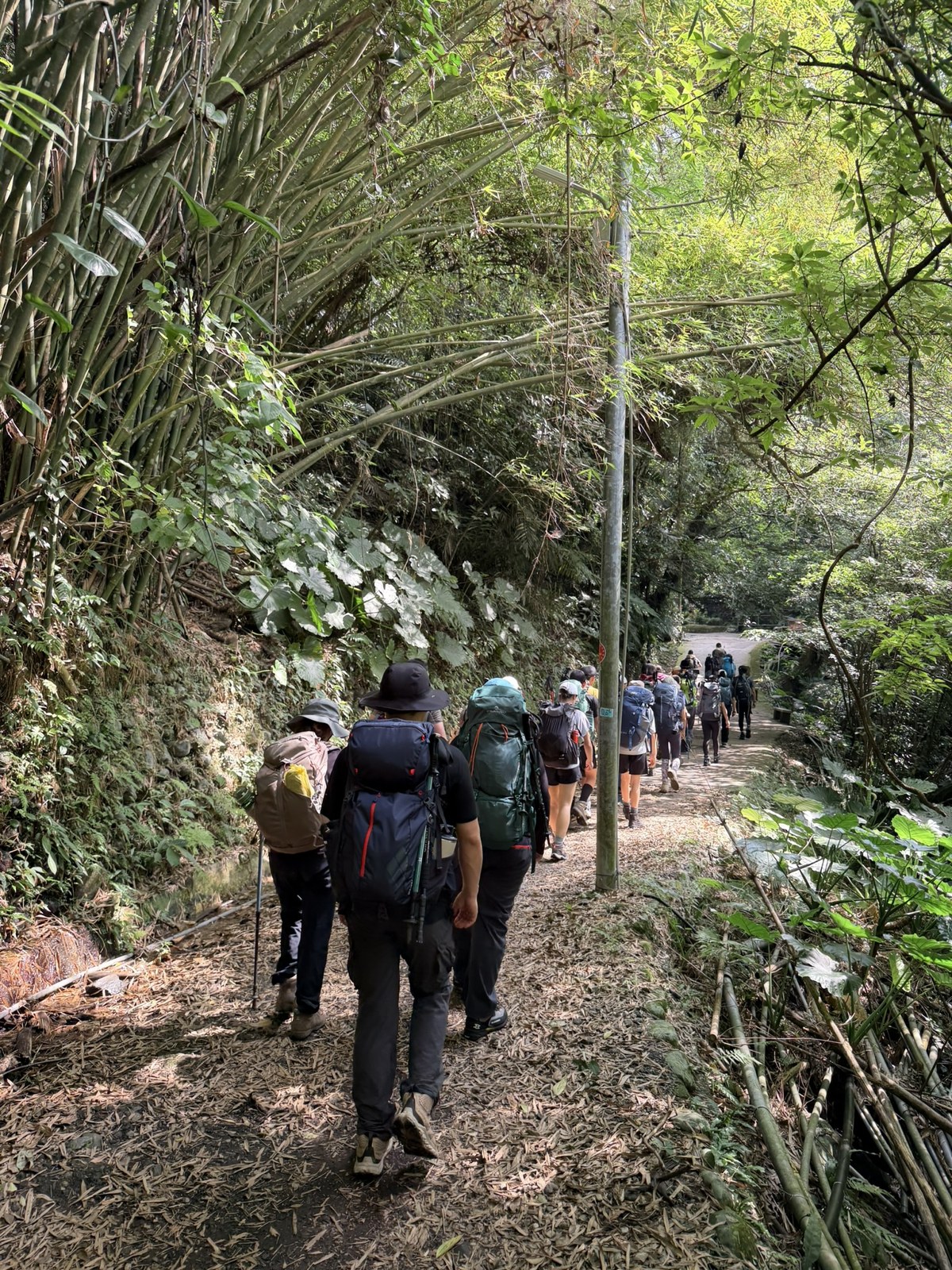 竹林步道往上爬